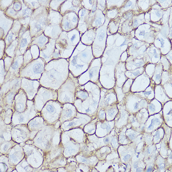 CD44 antibody