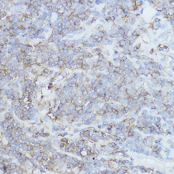 CD44 antibody