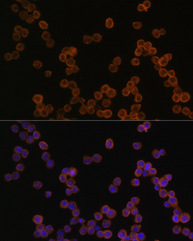 CD44 antibody