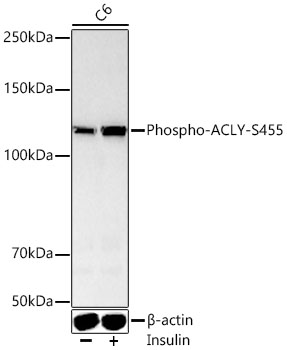 ACLY (Phospho-S455) antibody