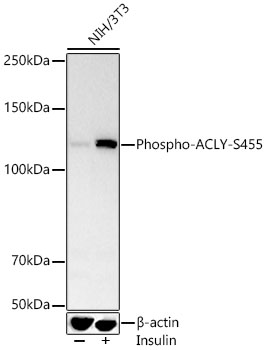 ACLY (Phospho-S455) antibody