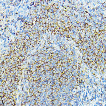 CD79A antibody