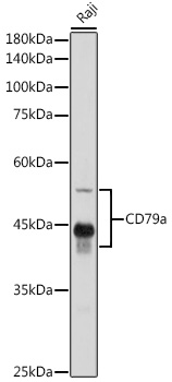 CD79A antibody