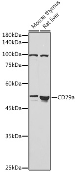 CD79A antibody