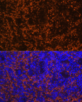 MIP3 beta antibody