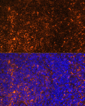 MIP3 beta antibody