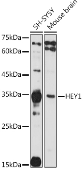 HEY1 antibody