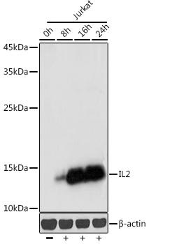 IL2 antibody