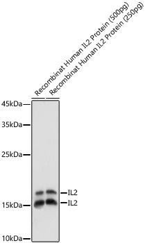 IL2 antibody