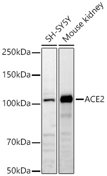 ACE2 antibody