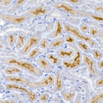 ACE2 antibody