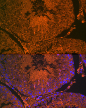 ACE2 antibody