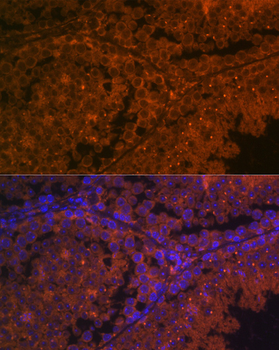 ACE2 antibody