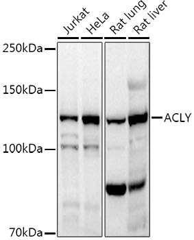 ACLY antibody