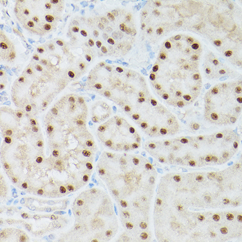 ADK antibody