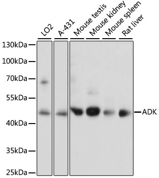 ADK antibody