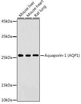 Aquaporin antibody