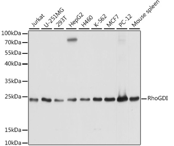 ARHGDIA antibody