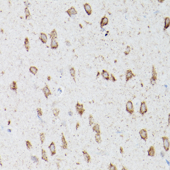 ATG16L1 antibody