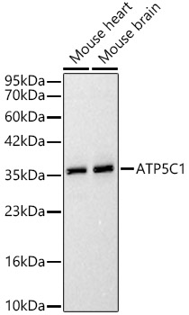 ATP5C1 antibody