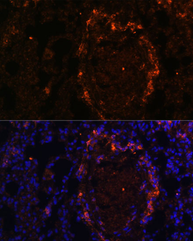 BTN3A1 antibody