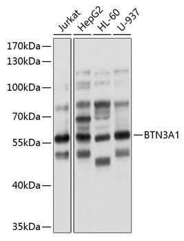 BTN3A1 antibody