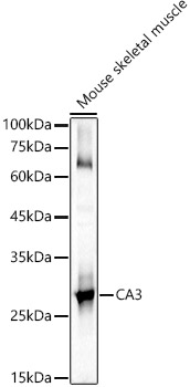 CA3 antibody