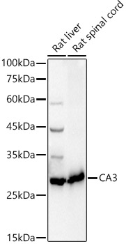 CA3 antibody