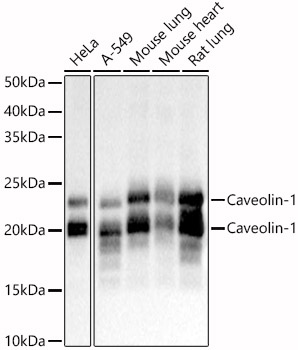 Caveolin 1 antibody