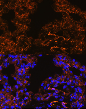 Caveolin 1 antibody