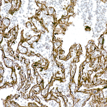 Caveolin 1 antibody