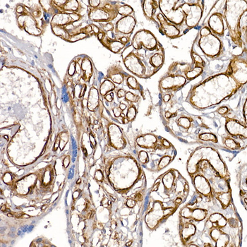 Caveolin 1 antibody