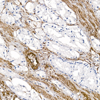 Caveolin 1 antibody