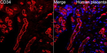 CD34 antibody