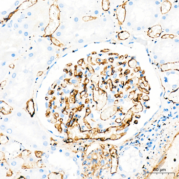 CD34 antibody