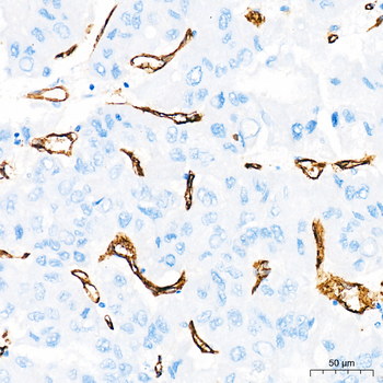 CD34 antibody