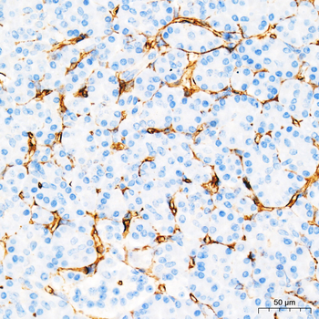 CD34 antibody