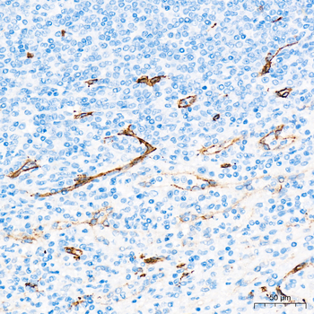 CD34 antibody