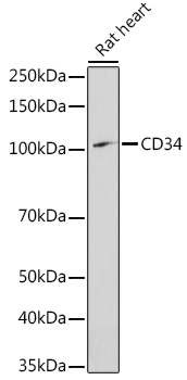 CD34 antibody