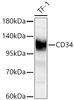 CD34 antibody