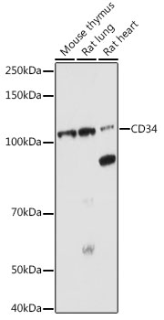 CD34 antibody