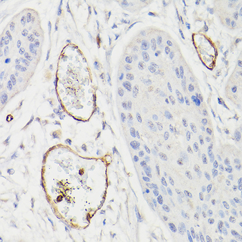 CD34 antibody