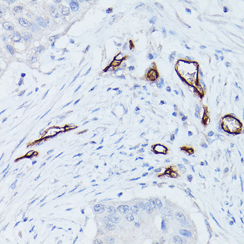 CD34 antibody