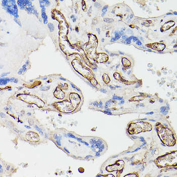 CD34 antibody