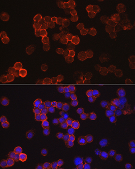 CD34 antibody