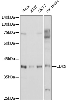 CDK9 antibody