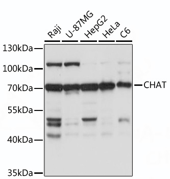 CHAT antibody