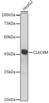 CLEC4M antibody