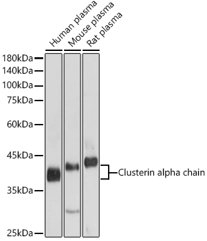 CLU antibody