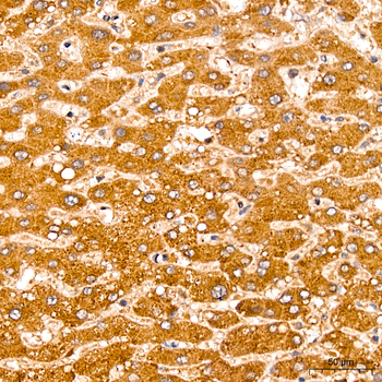 CNBP antibody